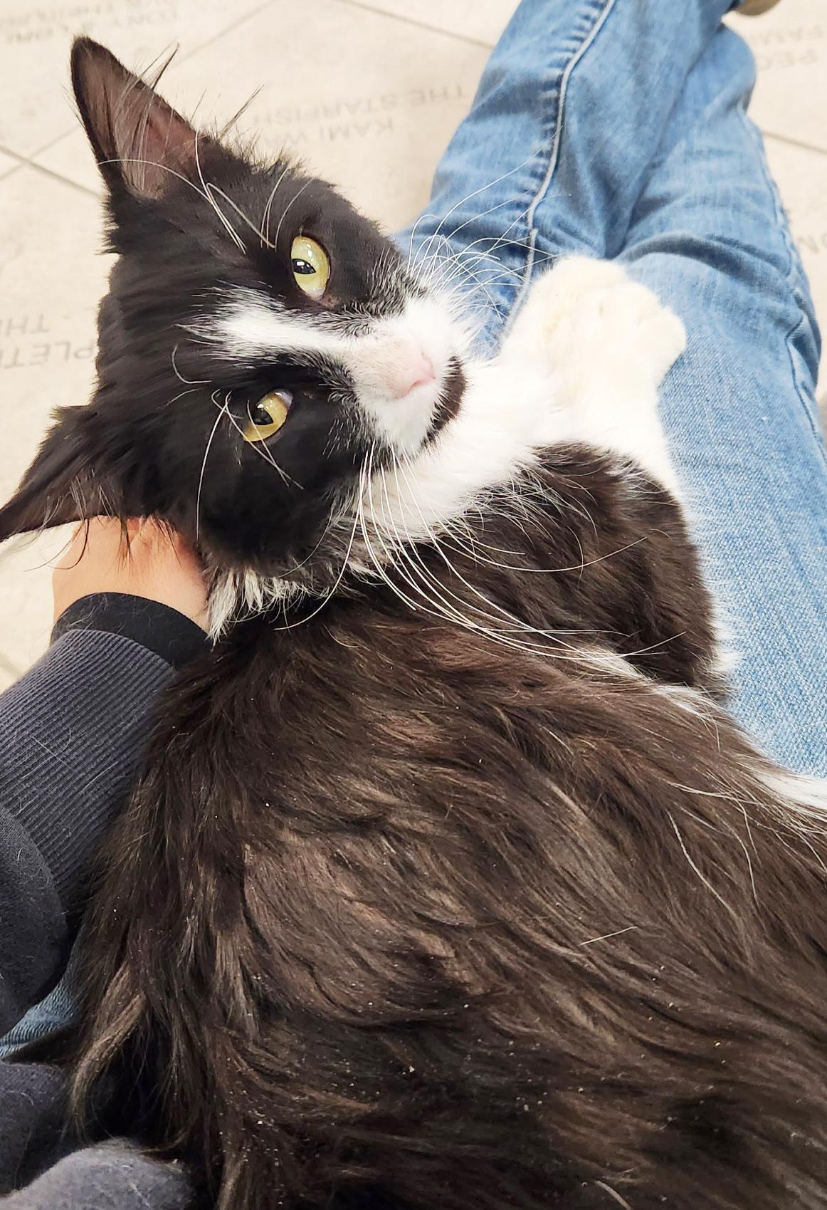 Rufus  Sooooo Affectionate thumbnail 5