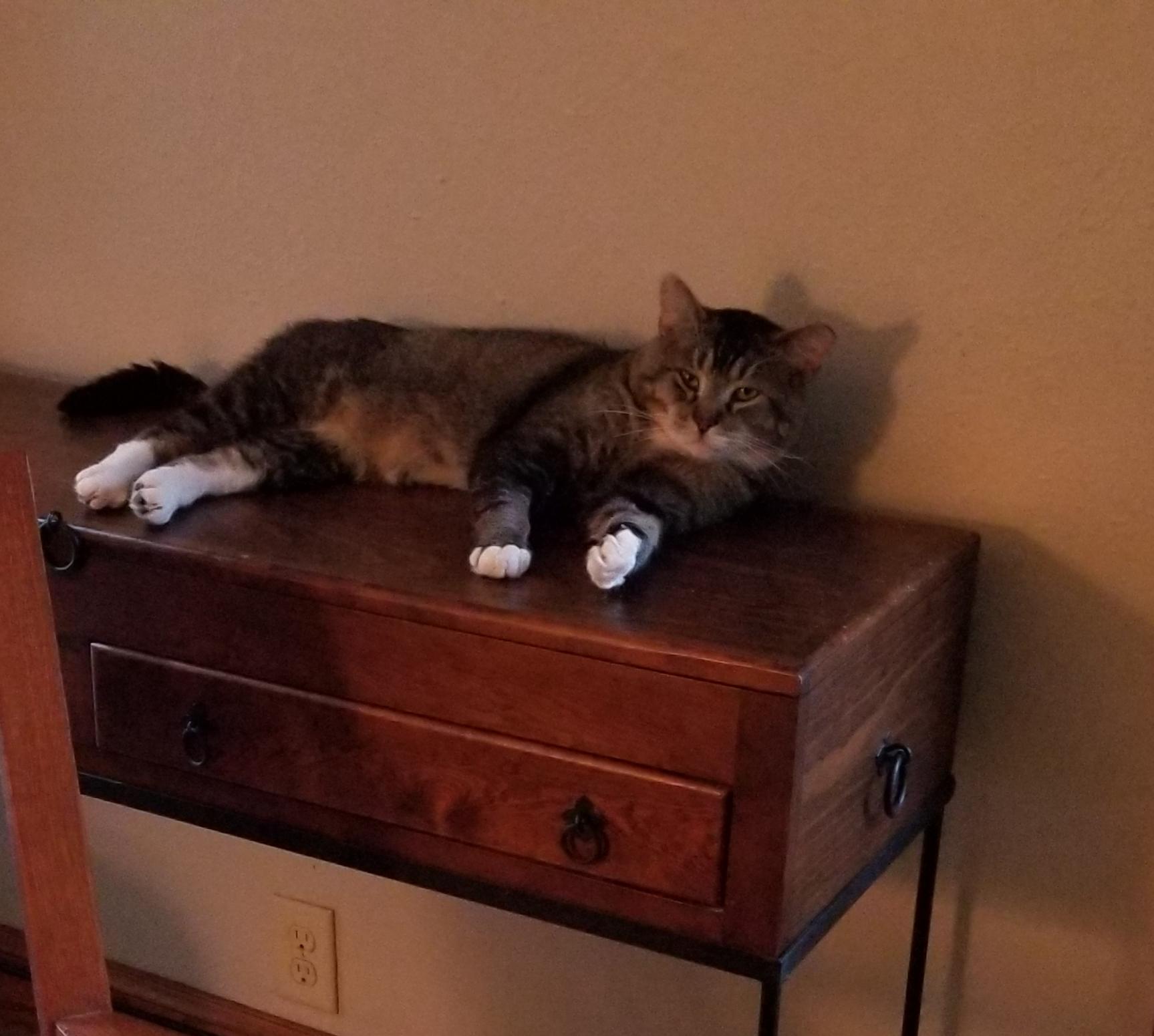 Harley, ADOPTABLE, Adult Male Tabby & Tiger.