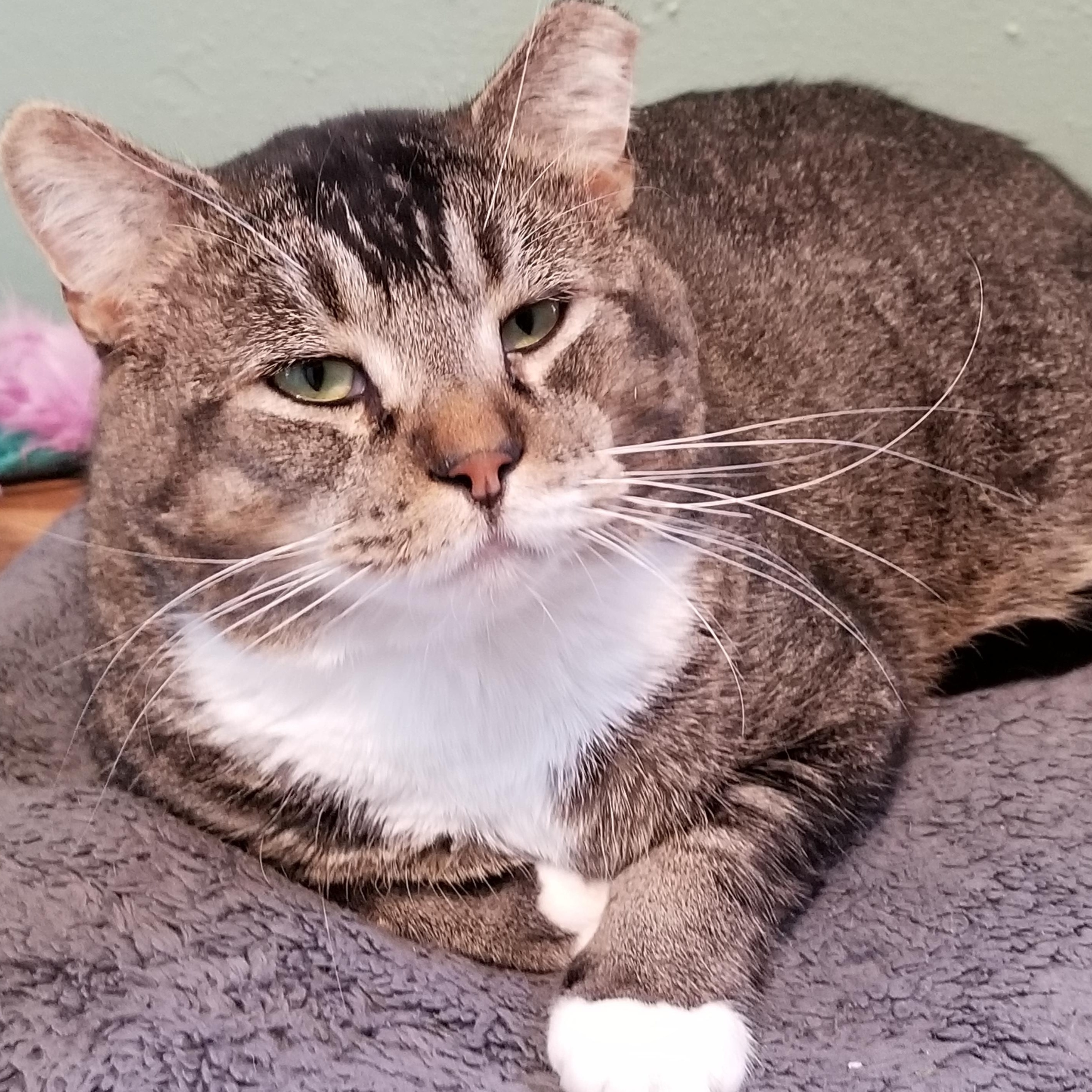 Enlarge Harley, a ADOPTABLE mixed breed in Roseville, MN image 4/4