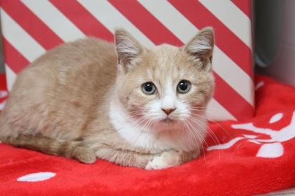 Walter, Adoptable, Kitten Male Domestic Short Hair & Domestic Short Hair.