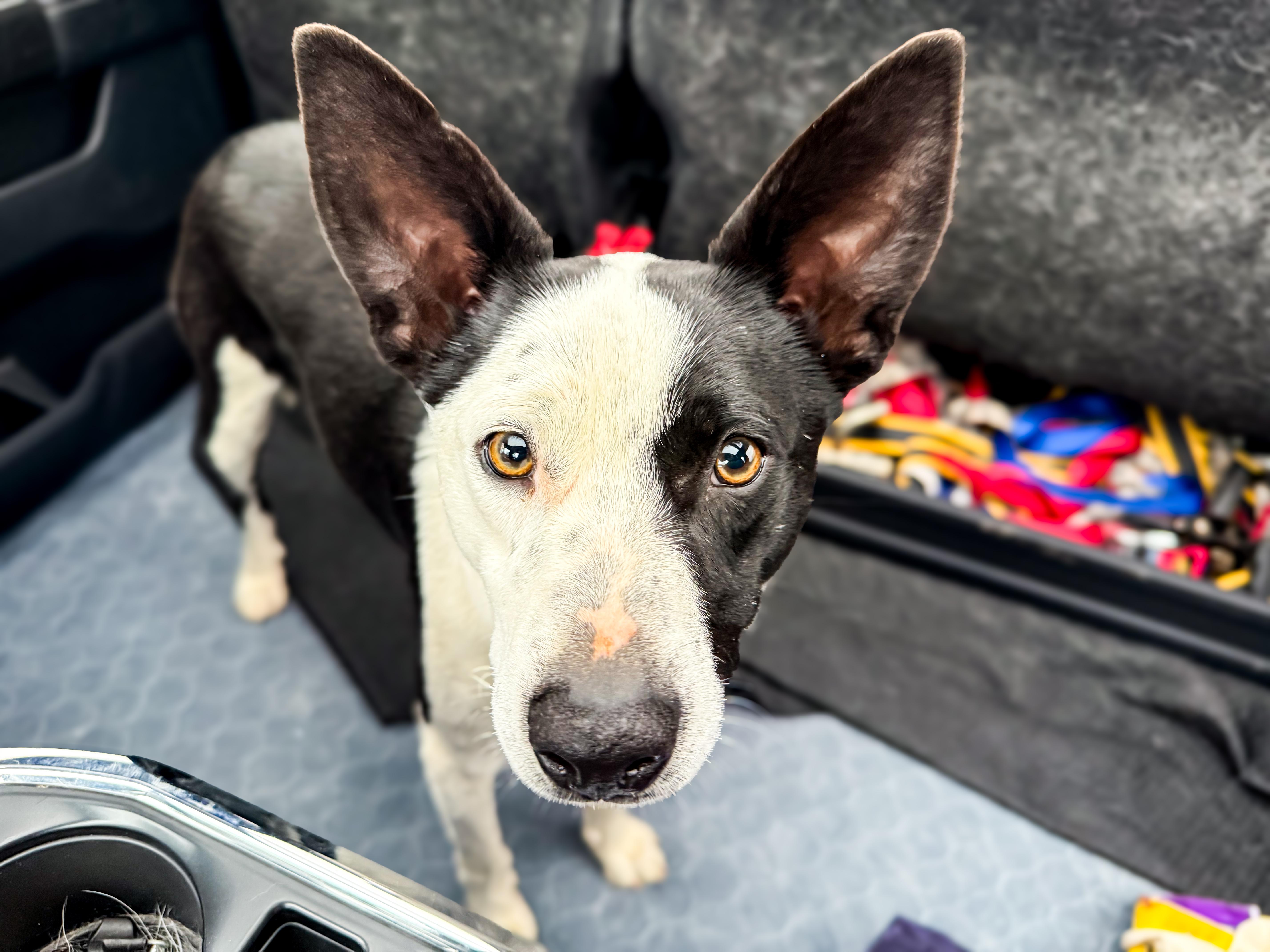 Spot, adopted, Young Male Cattle Dog & Collie.
