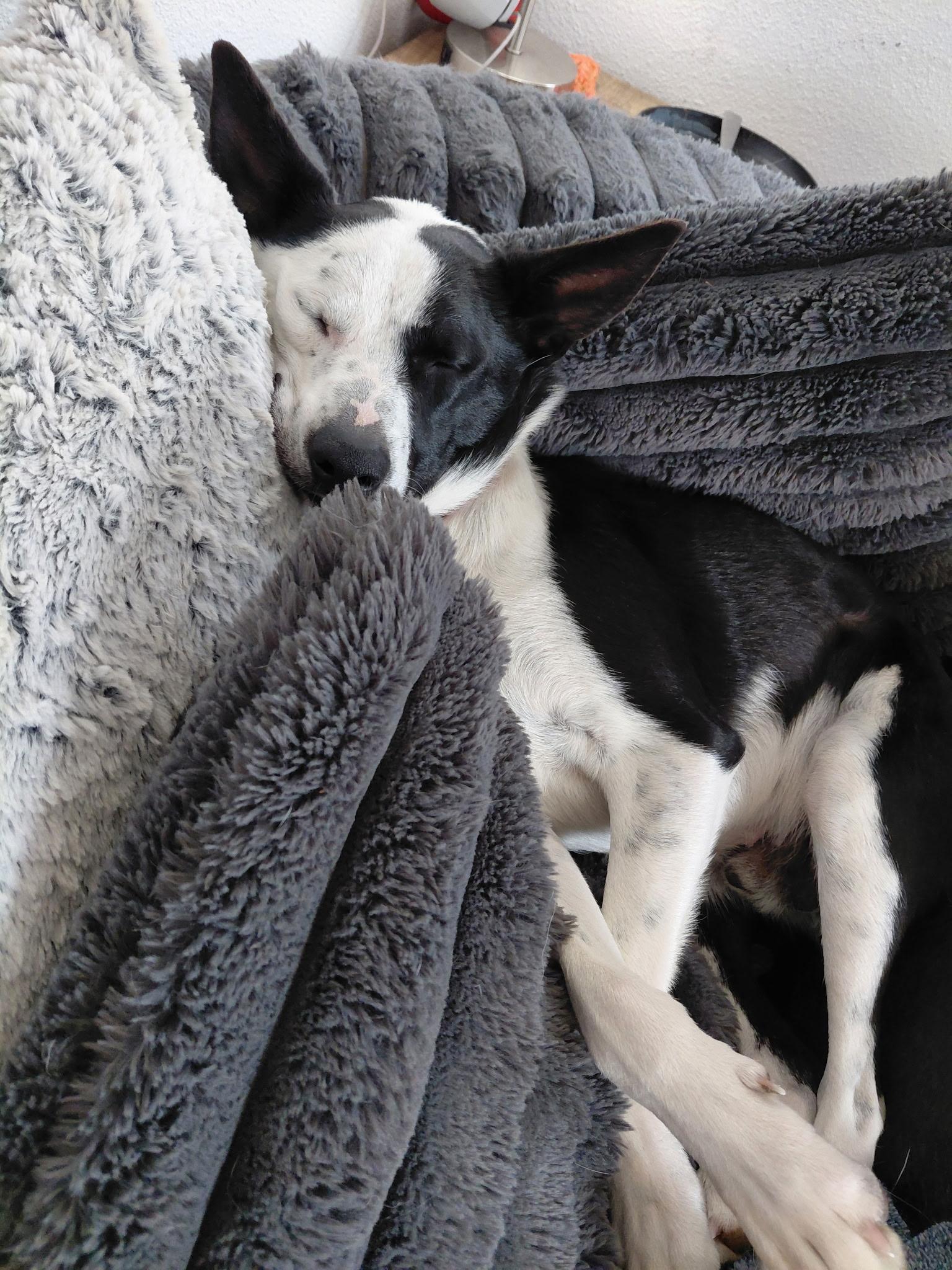 Enlarge Spot, an adopted mixed breed in La Center, WA image 3/5