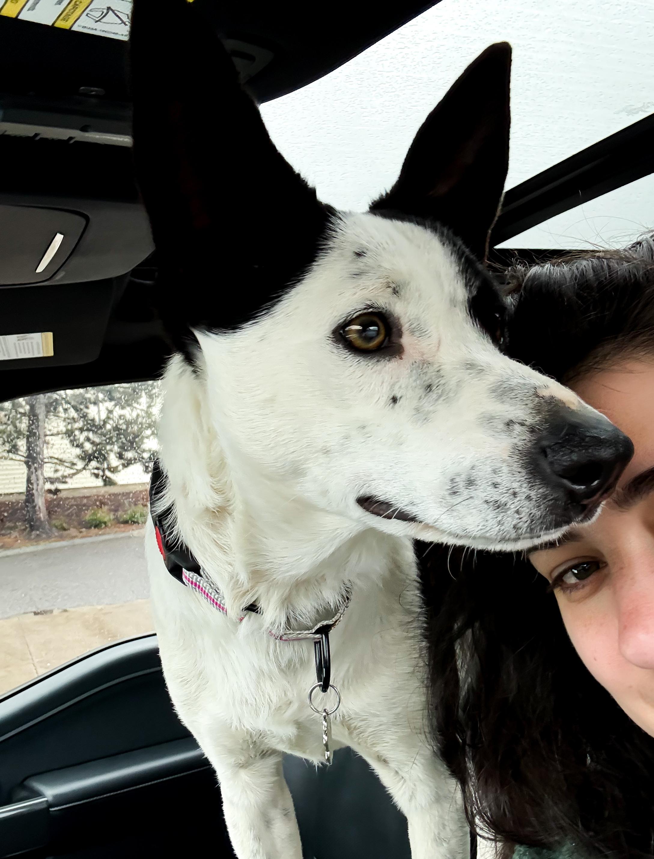 Enlarge Spot, an adopted mixed breed in La Center, WA image 5/5