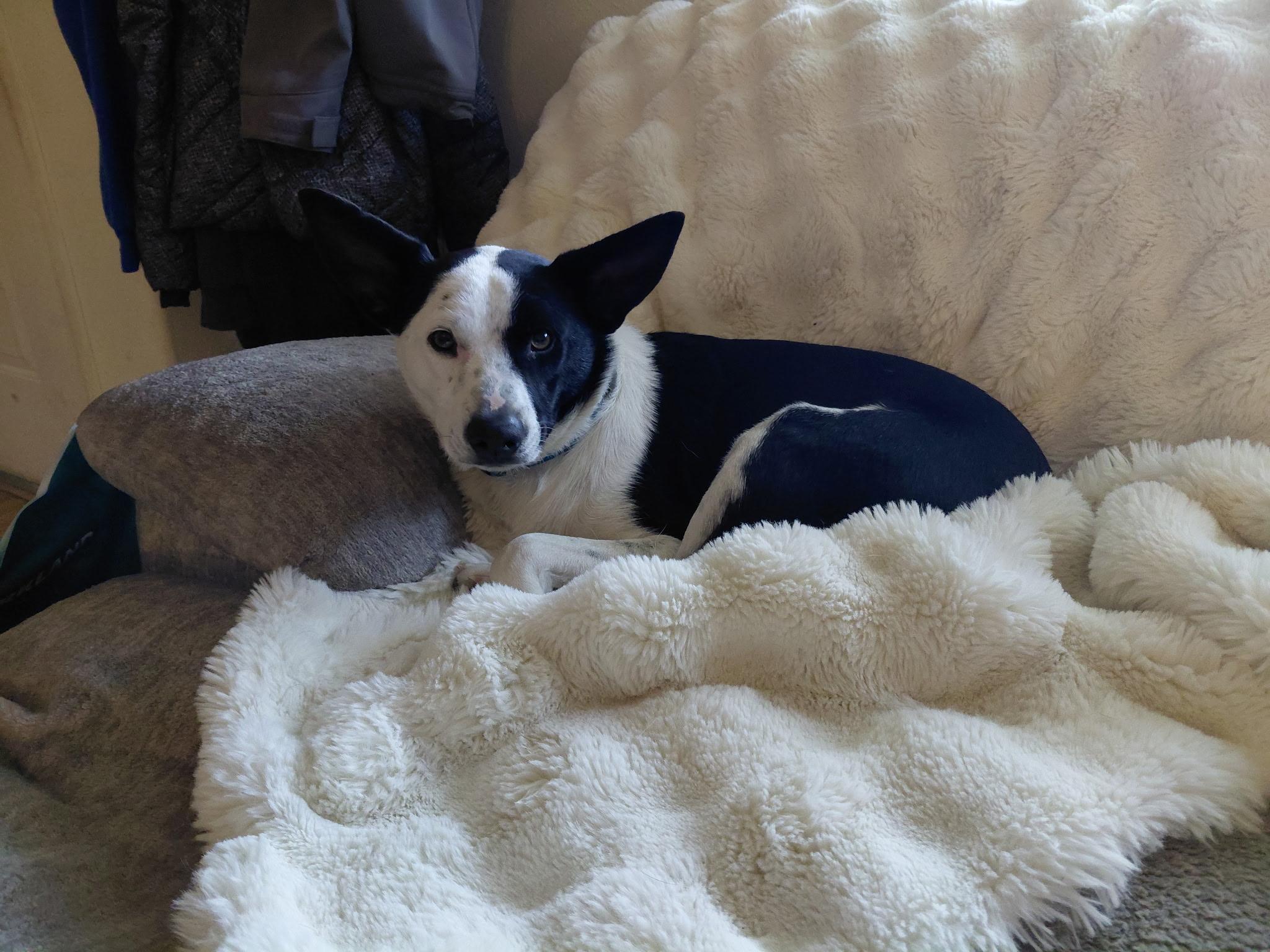 Enlarge Spot, an adopted mixed breed in La Center, WA image 4/5