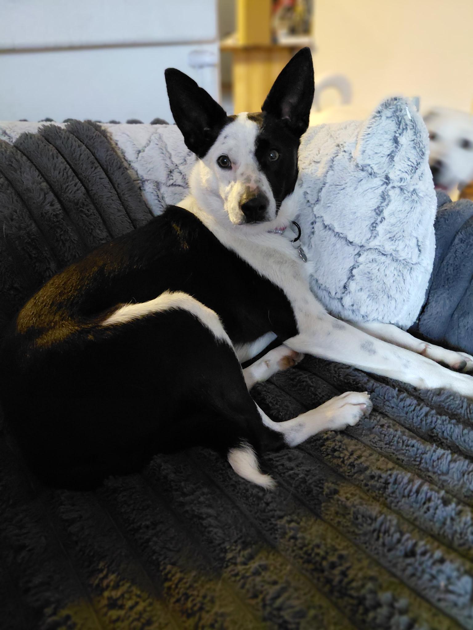 Enlarge Spot, an adopted mixed breed in La Center, WA image 2/5