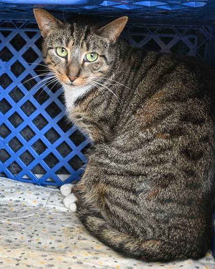 Abby, Adoptable, Adult Female Domestic Short Hair.