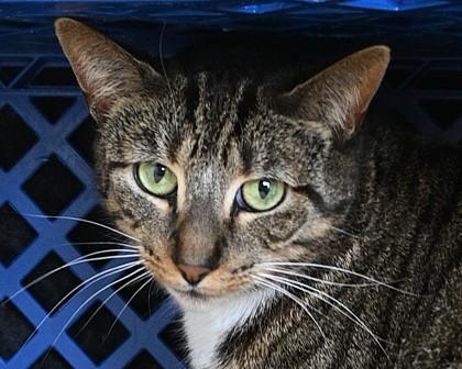 Abby, a Adoptable mixed breed in West Seneca, NY image 2/2