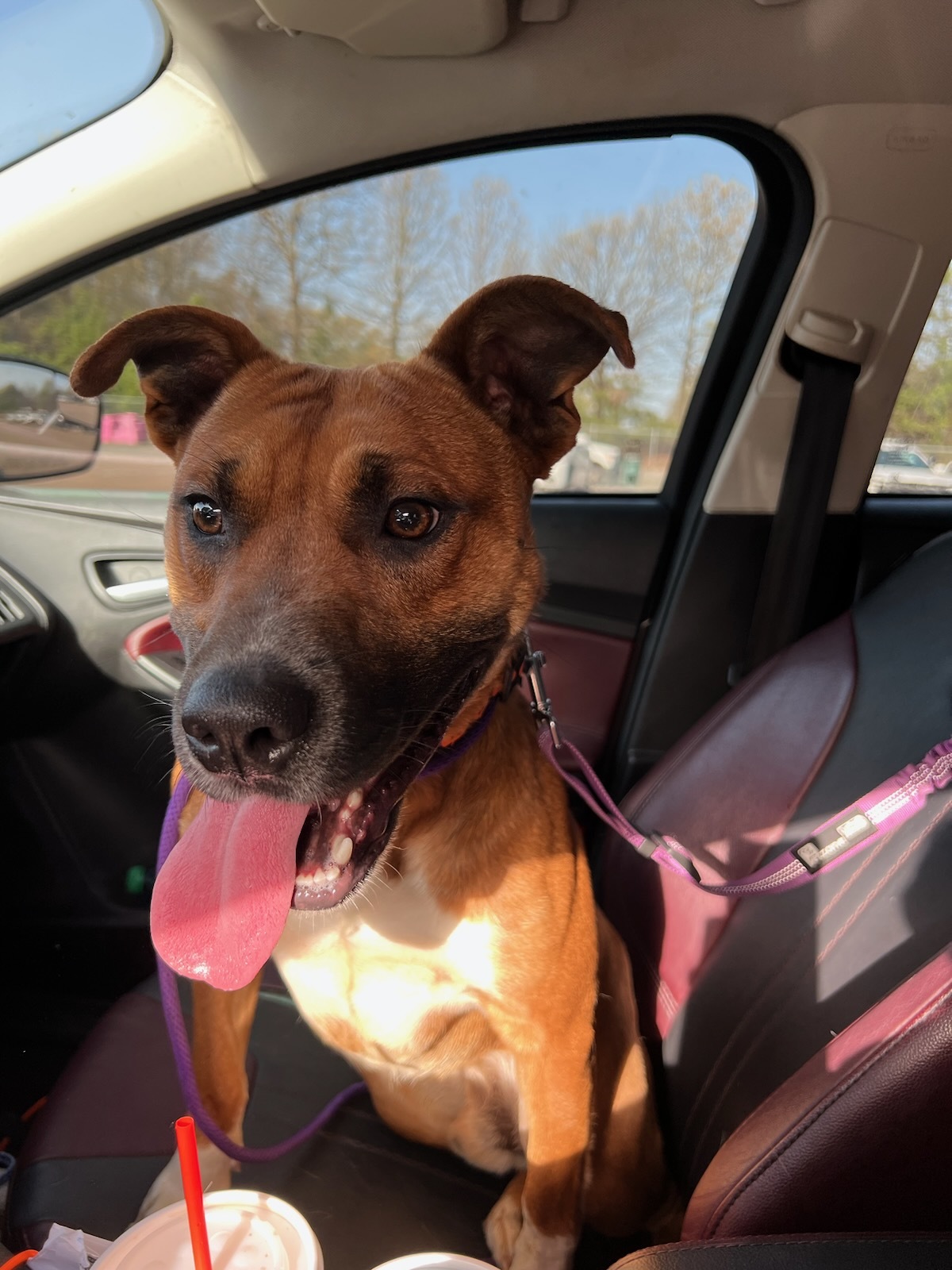 Enlarge Scooby, a Adoptable mixed breed in Asheville, NC image 5/6