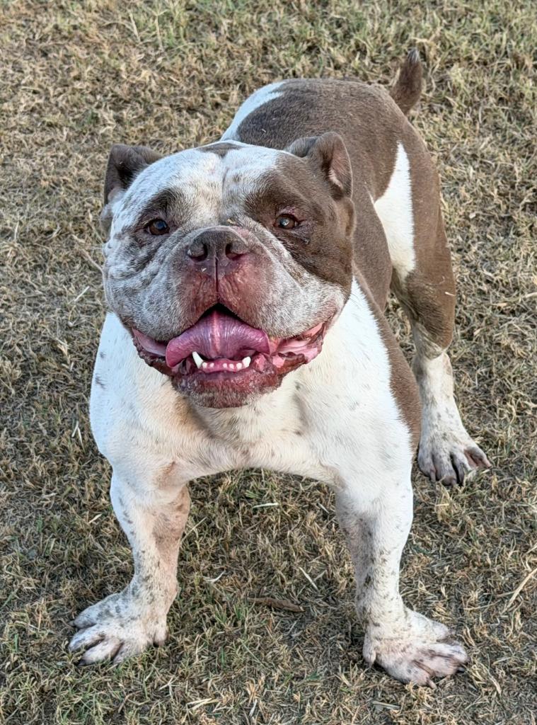 Enlarge Chopper, a Adoptable English Bulldog in Farmersville, TX image 1/1