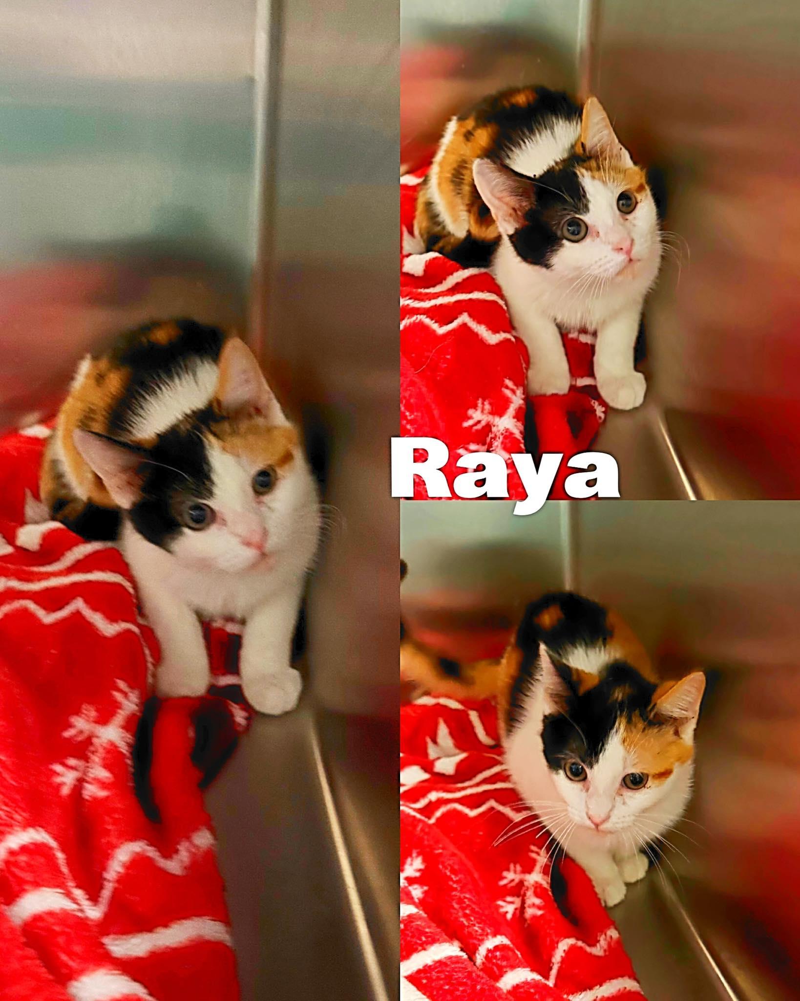 Raya, adopted, Young Female Domestic Short Hair.