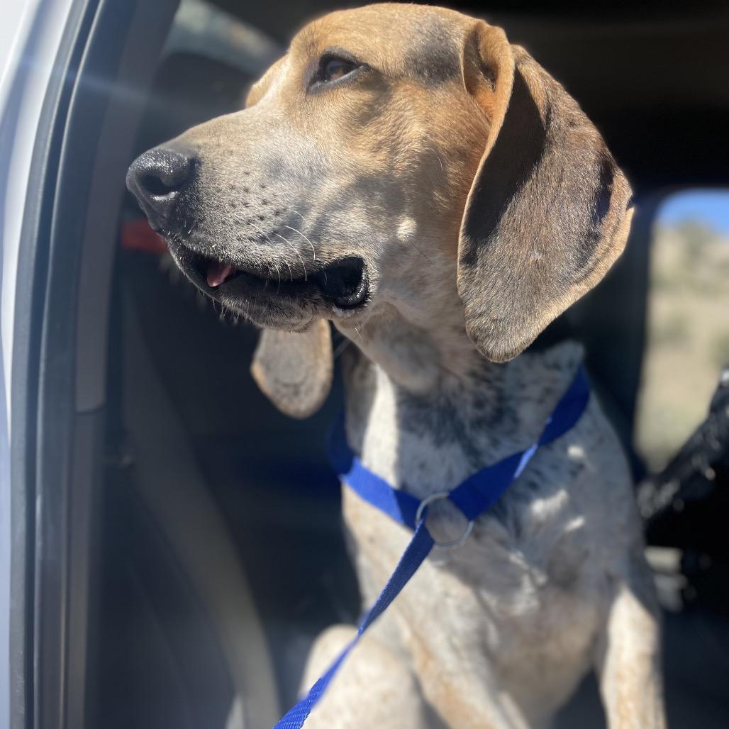Stryker, Adoptable, Senior Male Treeing Walker Coonhound.