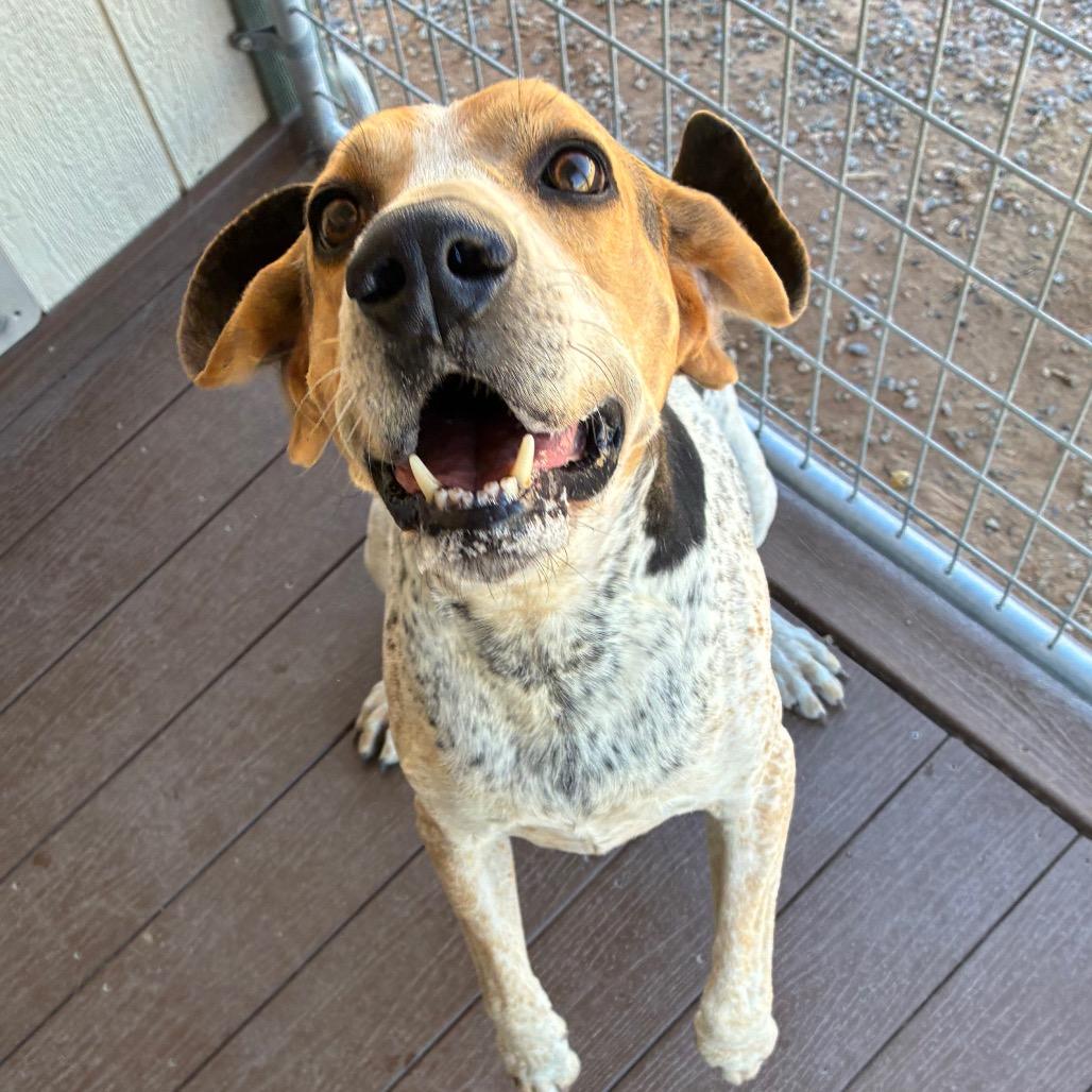 Enlarge Stryker, a Adoptable Treeing Walker Coonhound in Bernalillo, NM image 2/5