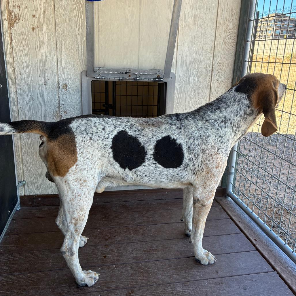 Enlarge Stryker, a Adoptable Treeing Walker Coonhound in Bernalillo, NM image 3/5