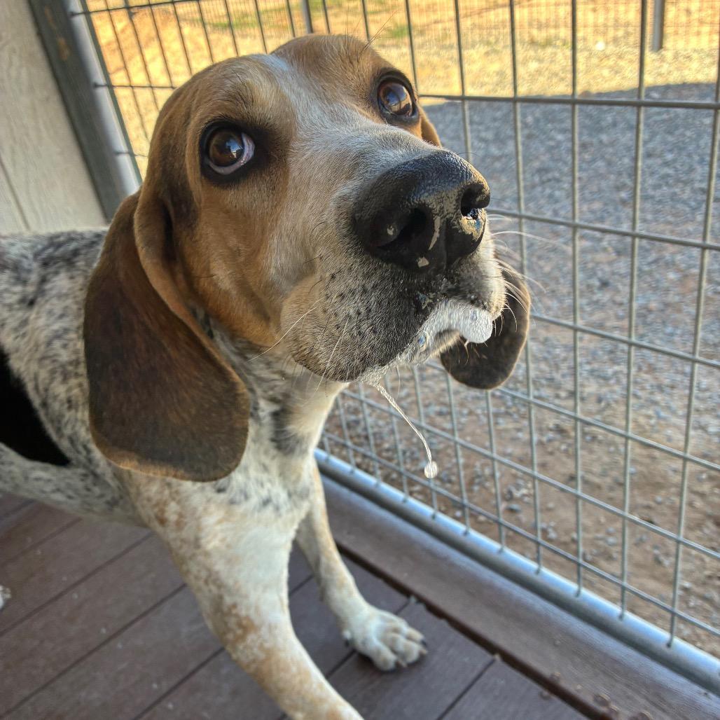 Enlarge Stryker, a Adoptable Treeing Walker Coonhound in Bernalillo, NM image 4/5