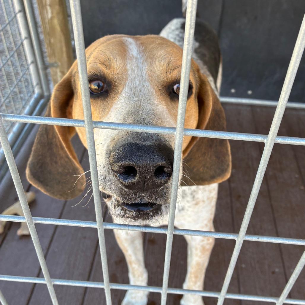 Enlarge Stryker, a Adoptable Treeing Walker Coonhound in Bernalillo, NM image 5/5