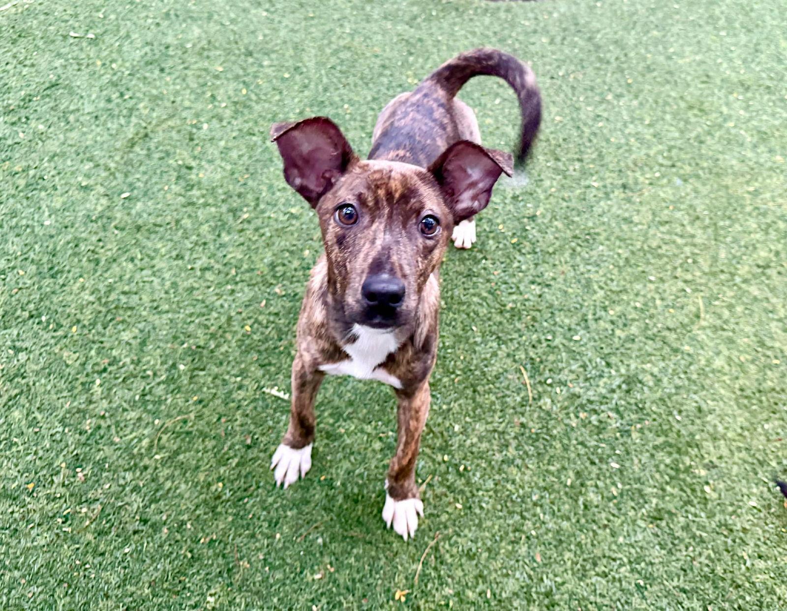 Ivy, Adoptable, Puppy Female Terrier.