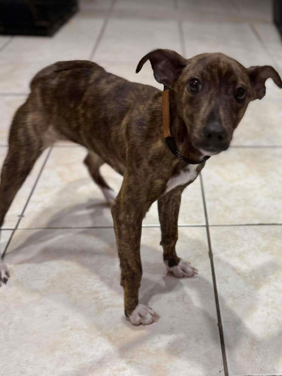 Ivy, a Adoptable Terrier in Pompano Beach, FL image 2/3