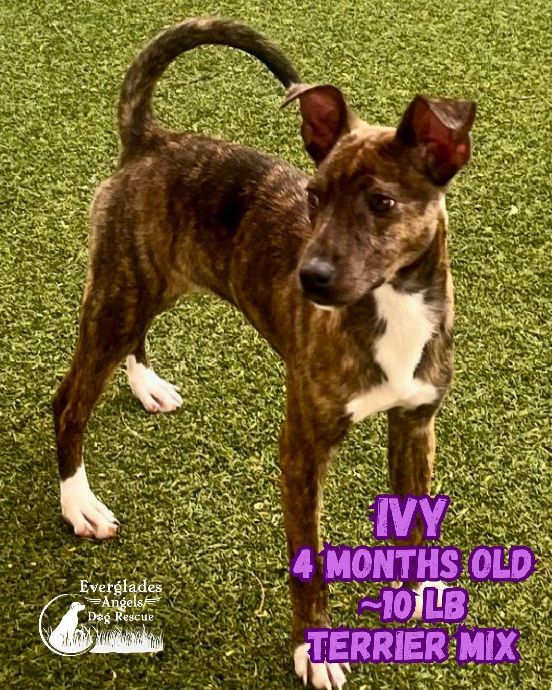 Ivy, a Adoptable Terrier in Pompano Beach, FL image 3/3