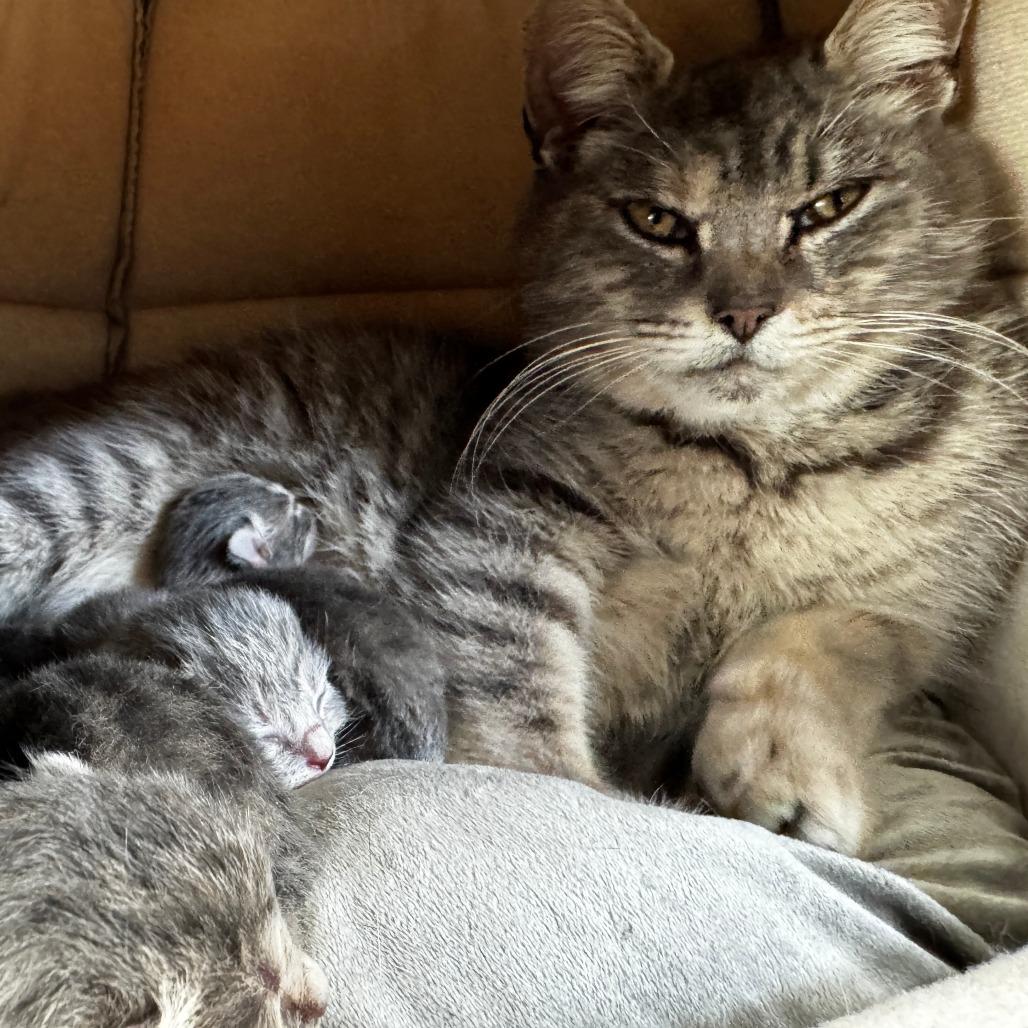 Matilda, Adoptable, Adult Female Domestic Medium Hair.
