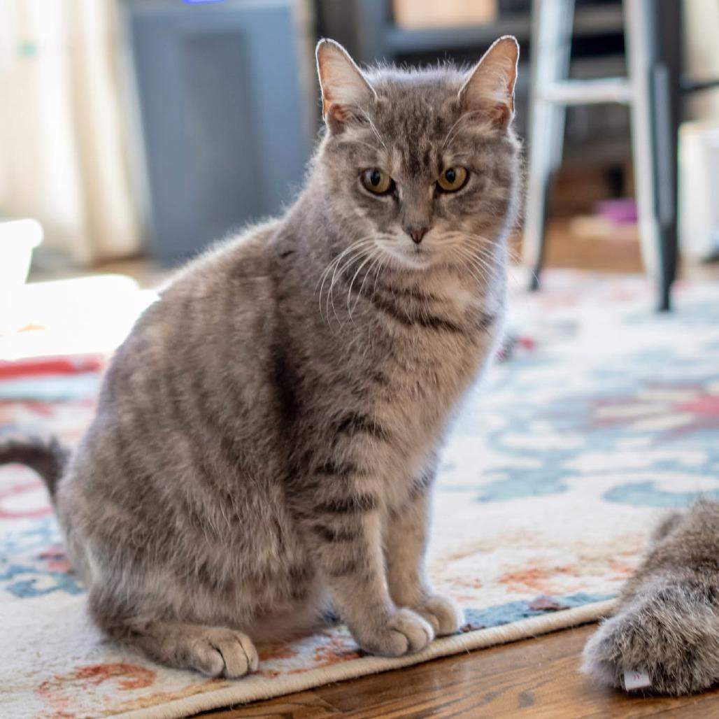 Matilda, Adoptable, Adult Female Domestic Medium Hair.