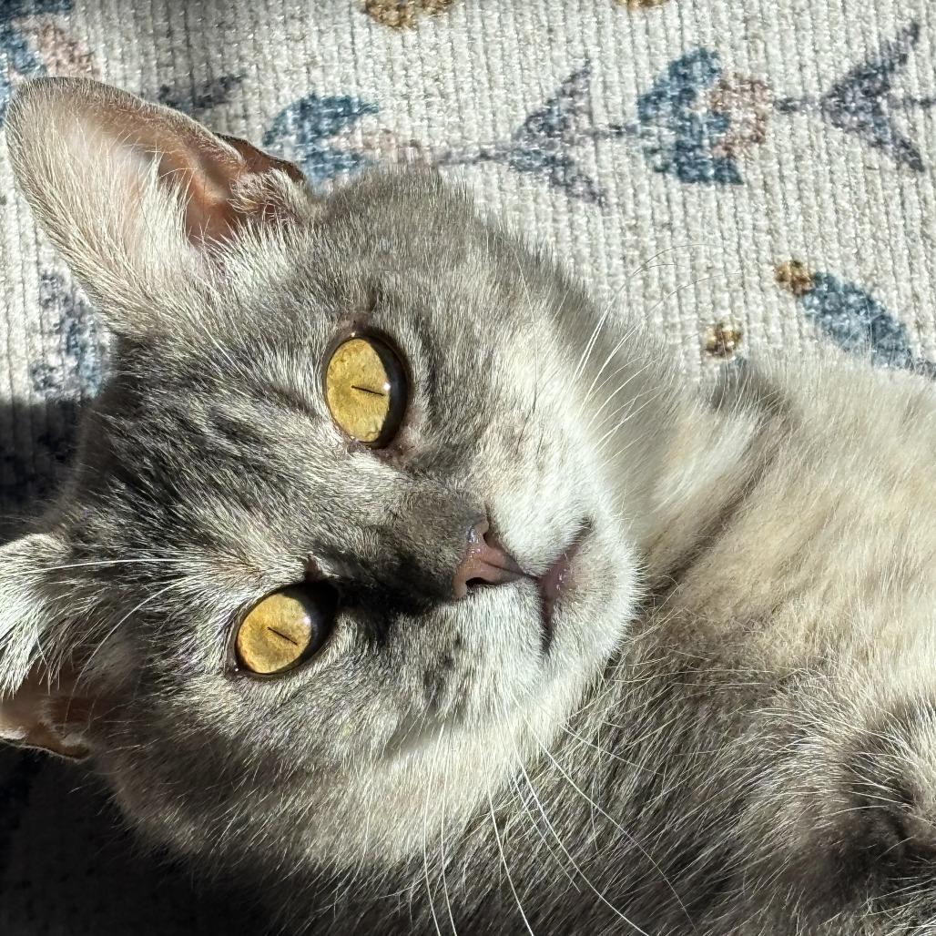 Matilda, a Adoptable Domestic Medium Hair in Pittsburgh, PA image 3/6