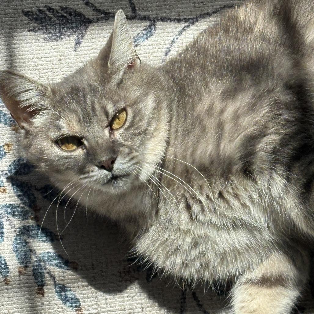 Matilda, a Adoptable Domestic Medium Hair in Pittsburgh, PA image 4/6