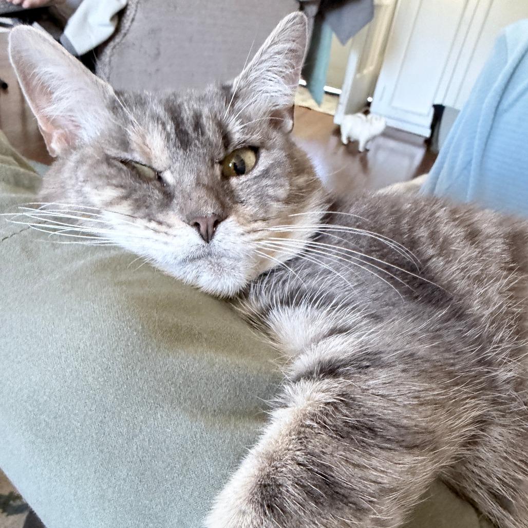 Enlarge Matilda, a Adoptable Domestic Medium Hair in Pittsburgh, PA image 4/6