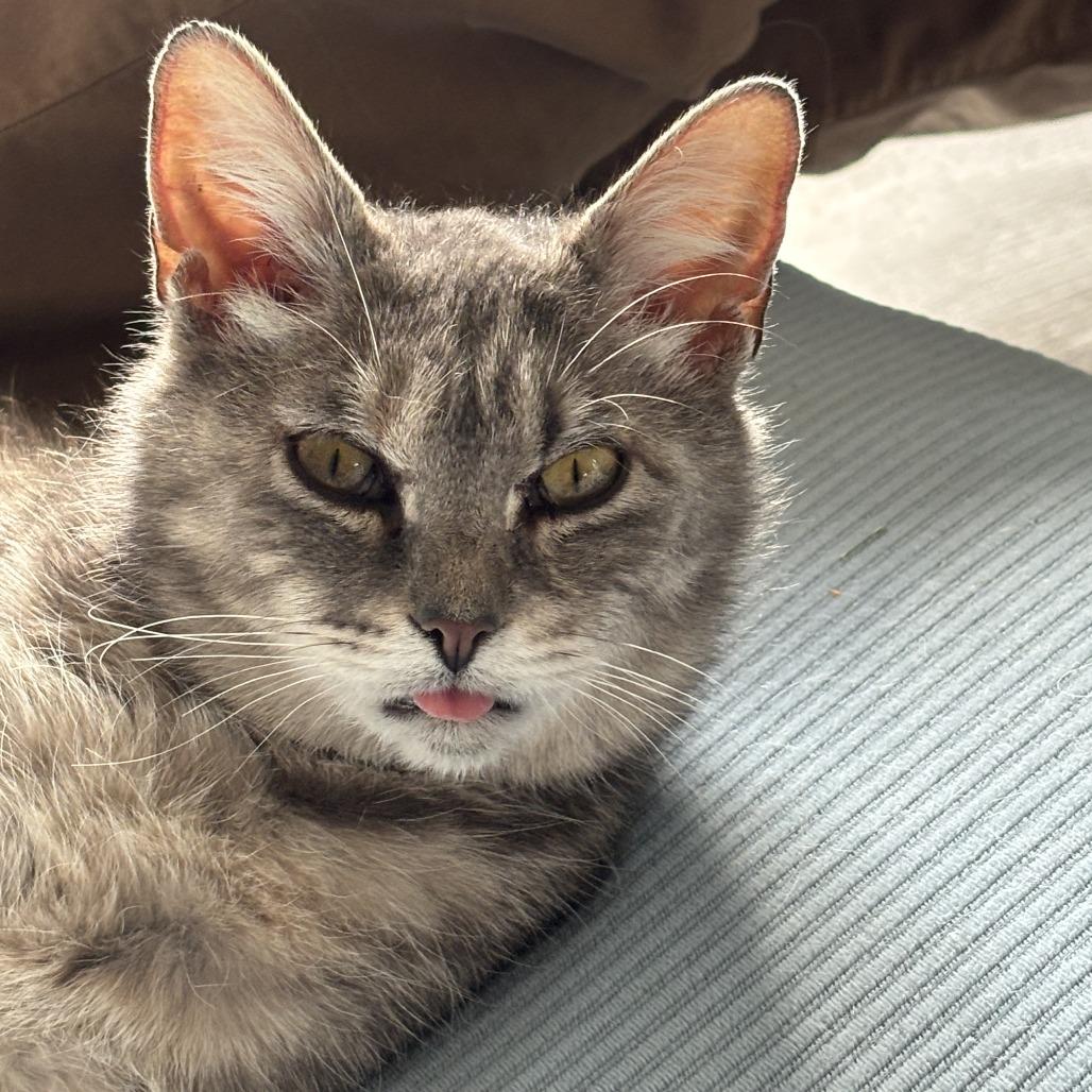 Matilda, a Adoptable Domestic Medium Hair in Pittsburgh, PA image 5/6