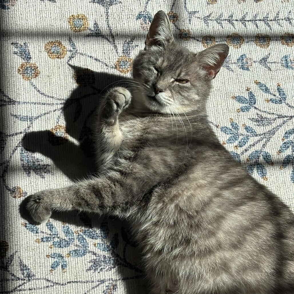 Matilda, a Adoptable Domestic Medium Hair in Pittsburgh, PA image 6/6