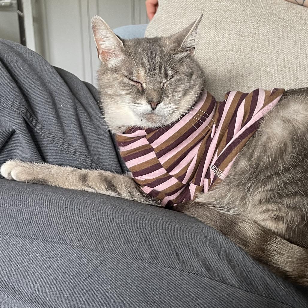 Enlarge Matilda, a Adoptable Domestic Medium Hair in Pittsburgh, PA image 6/6