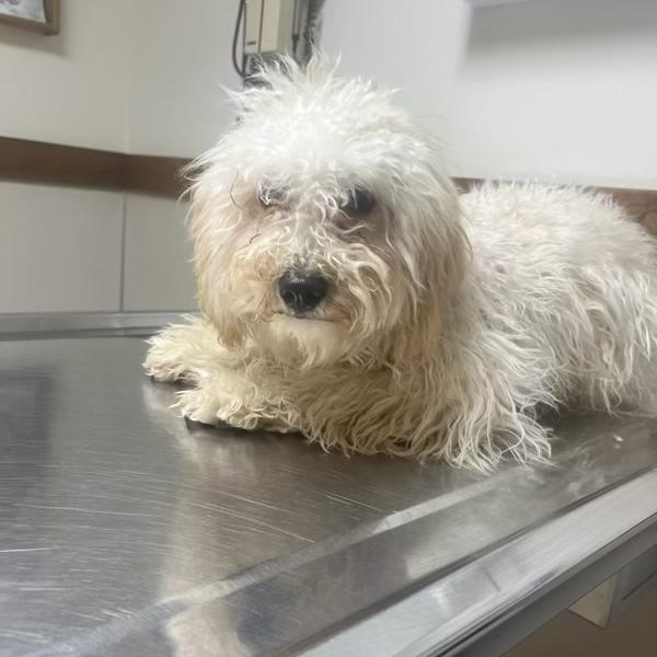 Enlarge Wicho, a Adoptable Mixed Breed in Bristol, IN image 1/1