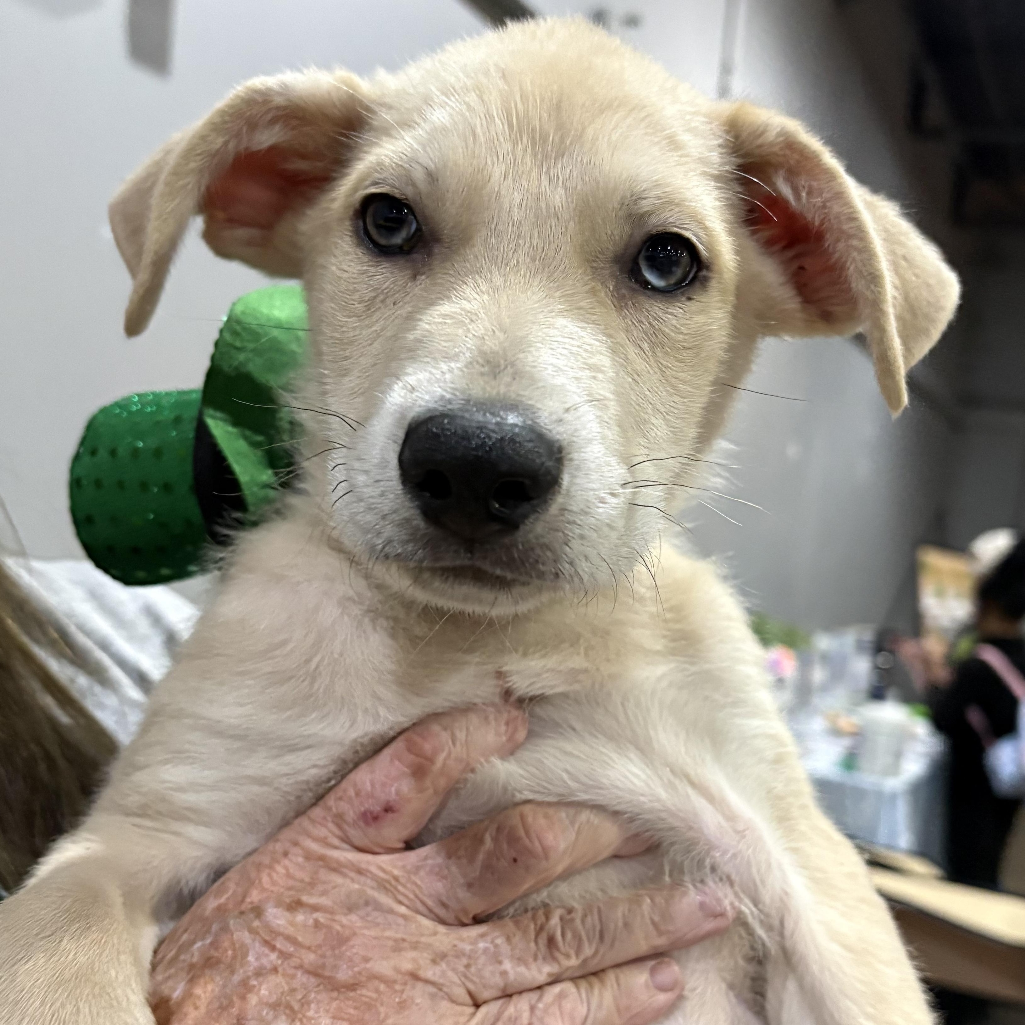 Enlarge Bentley, an adopted mixed breed in Toledo, OH image 3/6