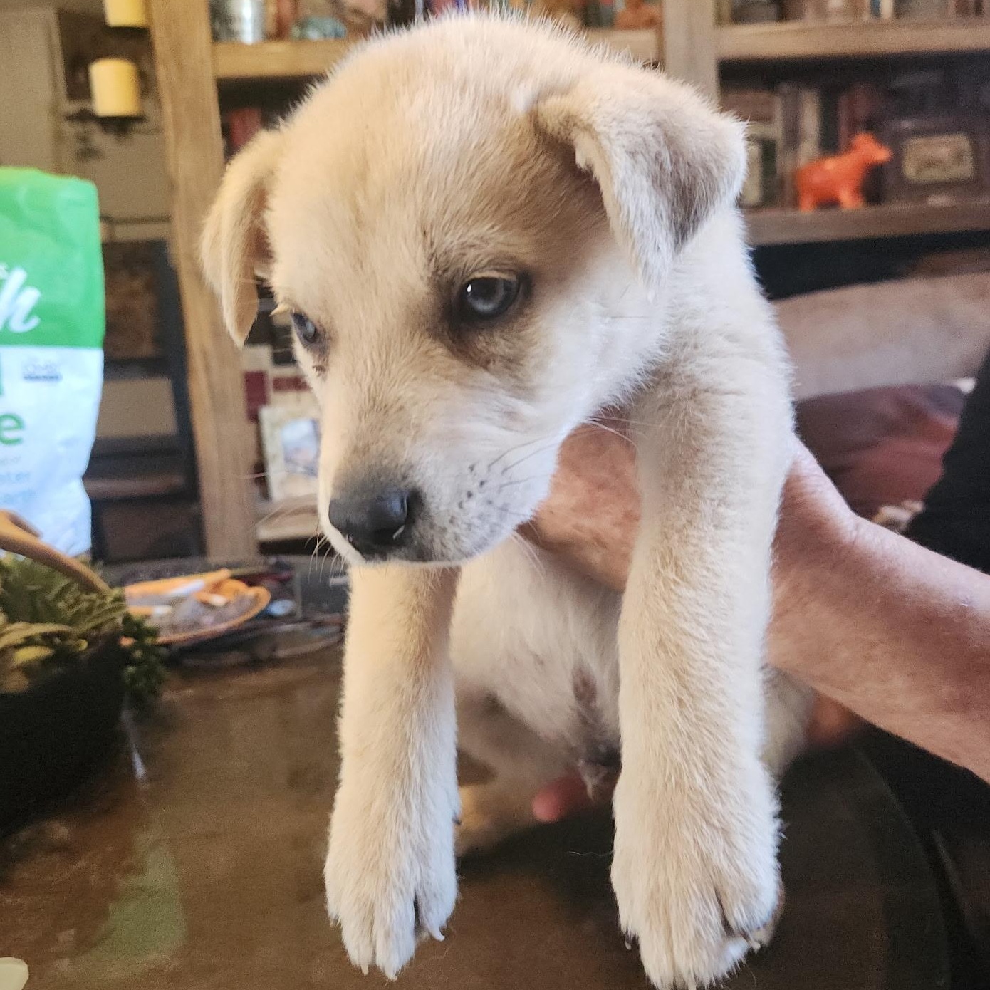 Enlarge Bentley, an adopted mixed breed in Toledo, OH image 6/6