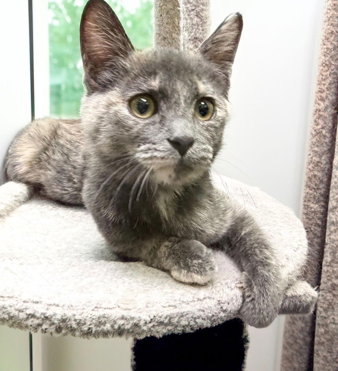 Clover, Adoptable, Young Female Domestic Short Hair.