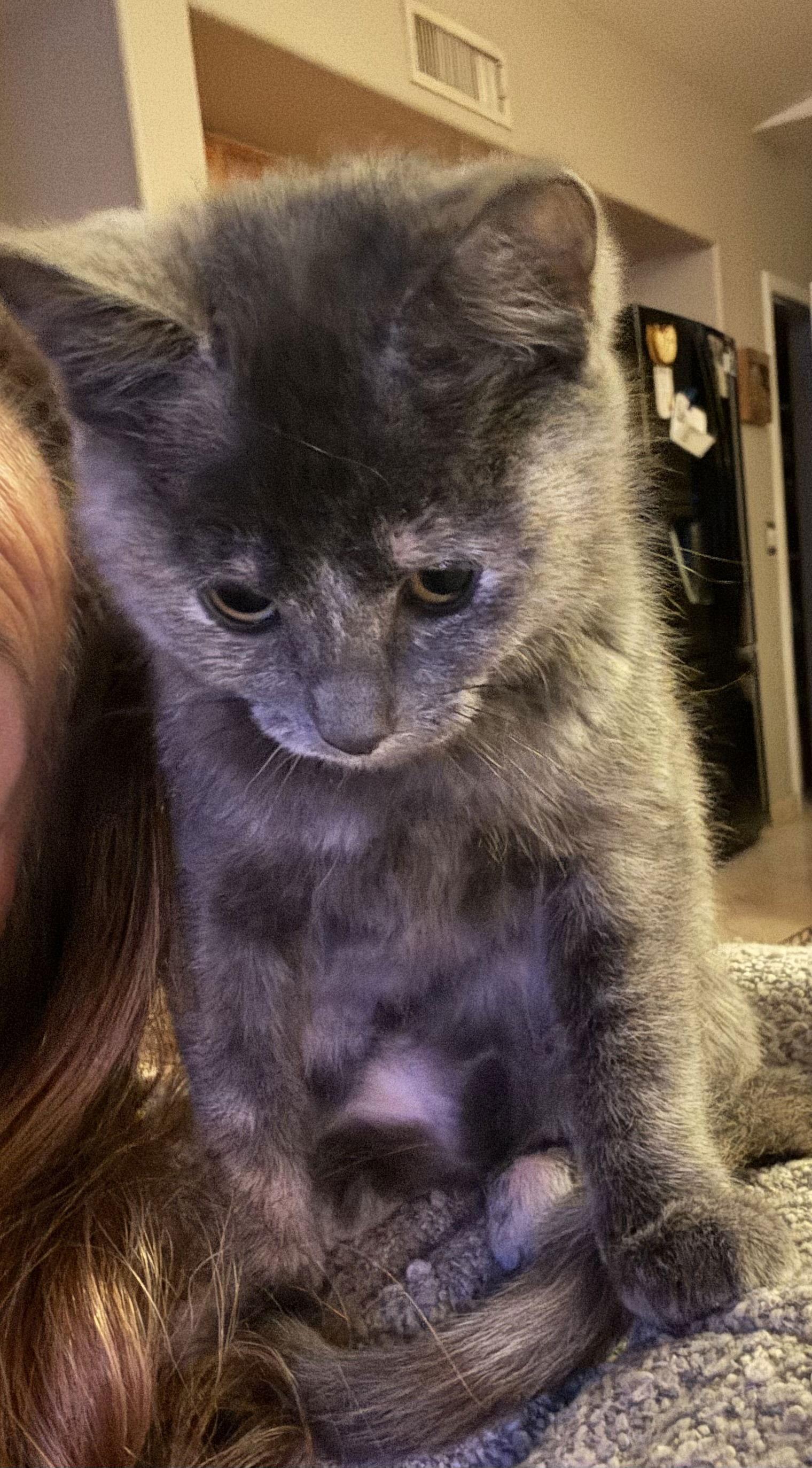 Clover, a Adoptable Domestic Short Hair in Chandler, AZ image 2/2