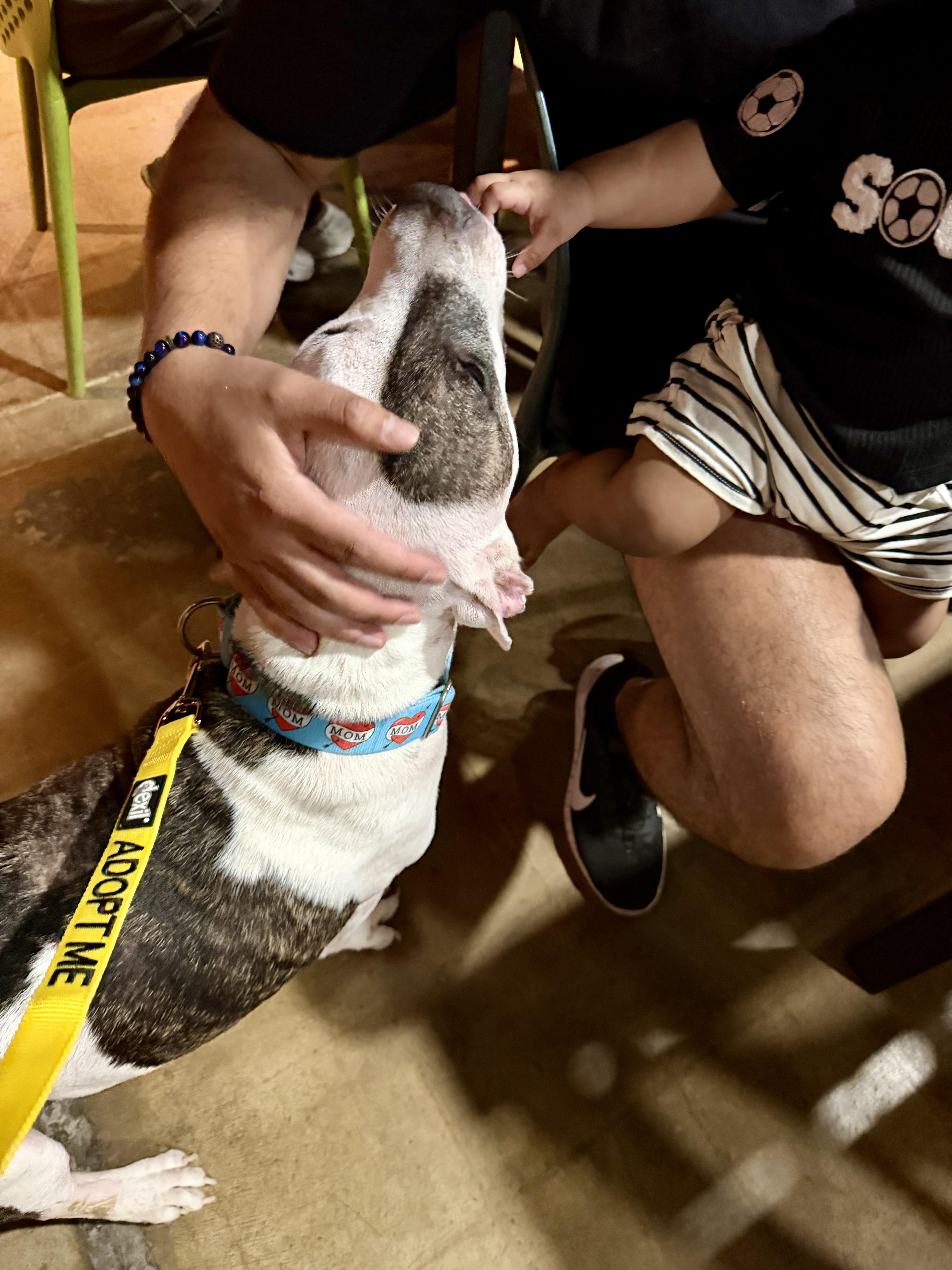 Enlarge Boyfriend, a Adoptable American Staffordshire Terrier in Evans City, PA image 5/6