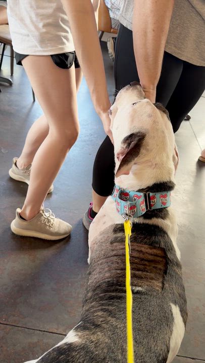 Enlarge Boyfriend, a Adoptable American Staffordshire Terrier in Evans City, PA video 3/6