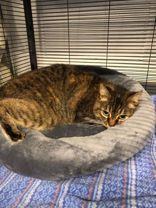 Spirit, a Adoptable Domestic Short Hair in Toronto, ON image 4/4