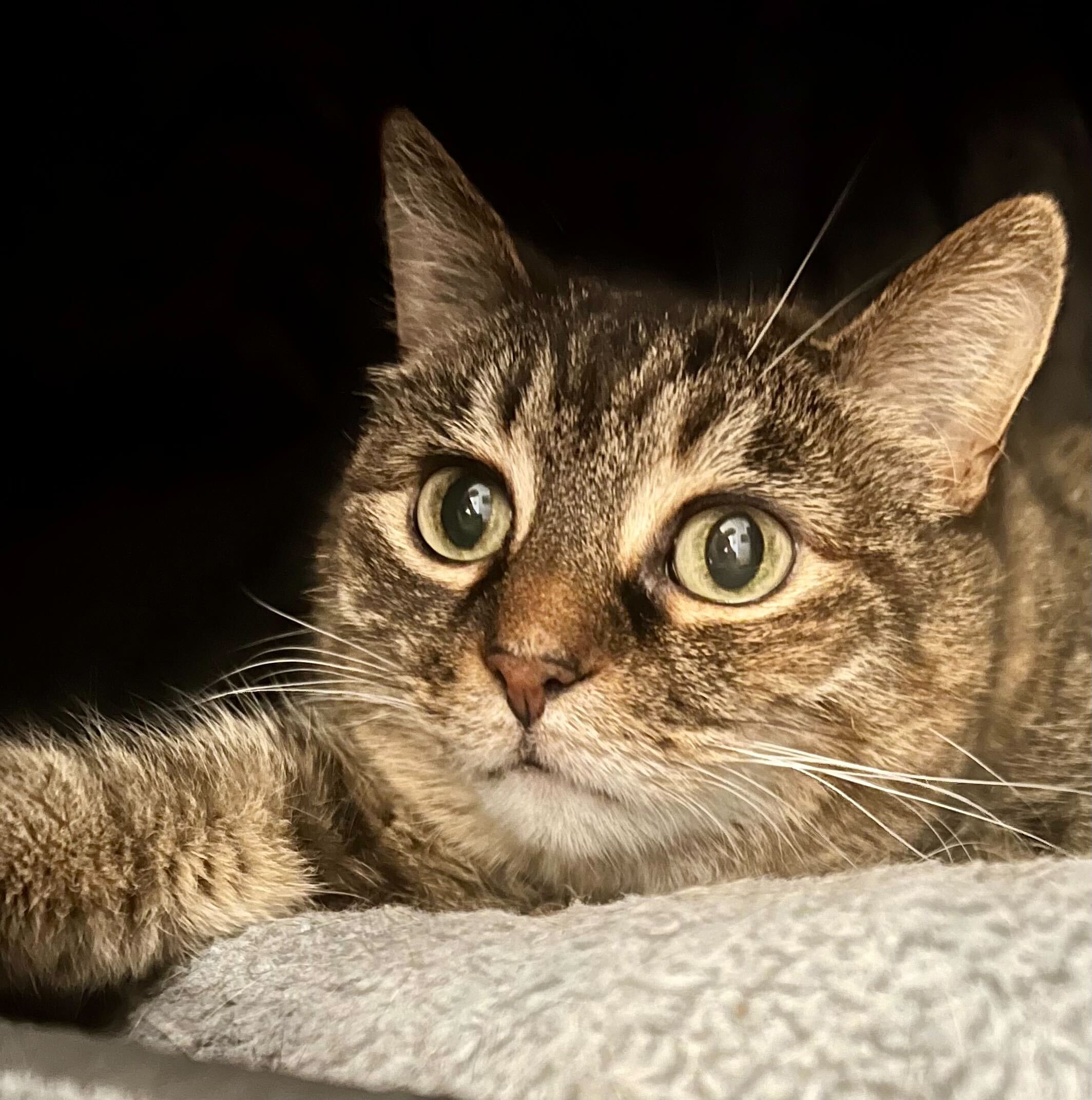 Spirit, Adoptable, Adult Female Domestic Short Hair.