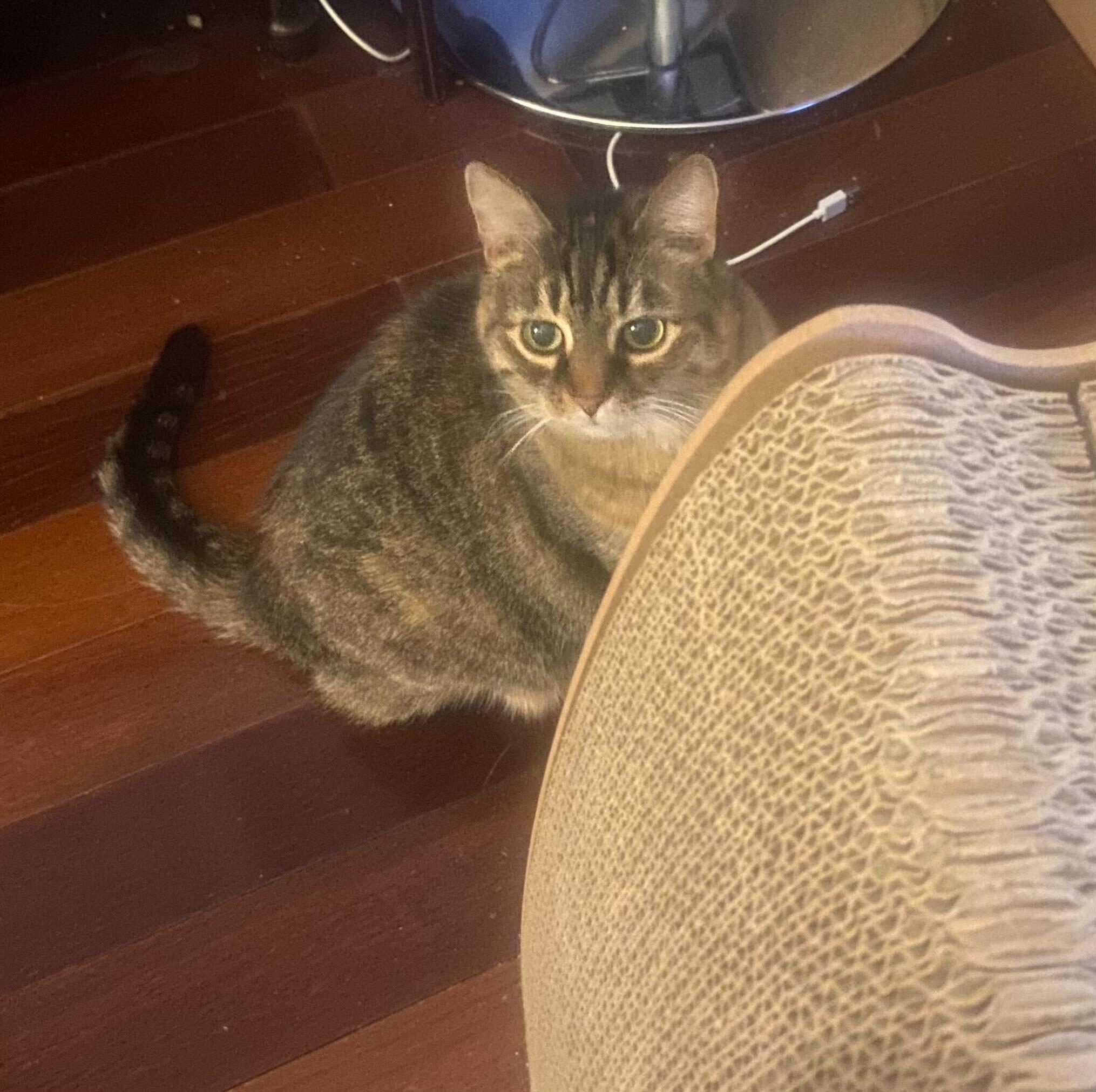 Enlarge Spirit, a Adoptable Domestic Short Hair in Toronto, ON image 4/6
