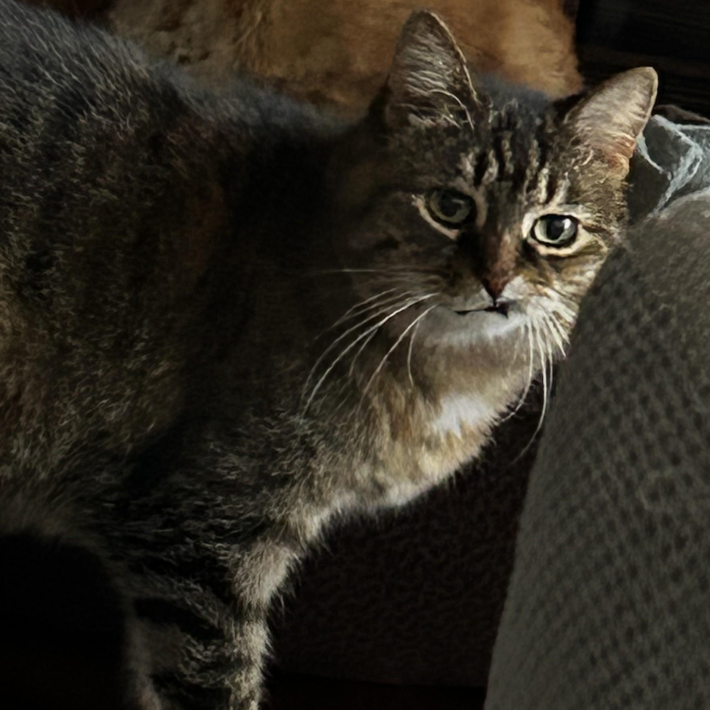 Enlarge Spirit, a Adoptable Domestic Short Hair in Toronto, ON image 2/6