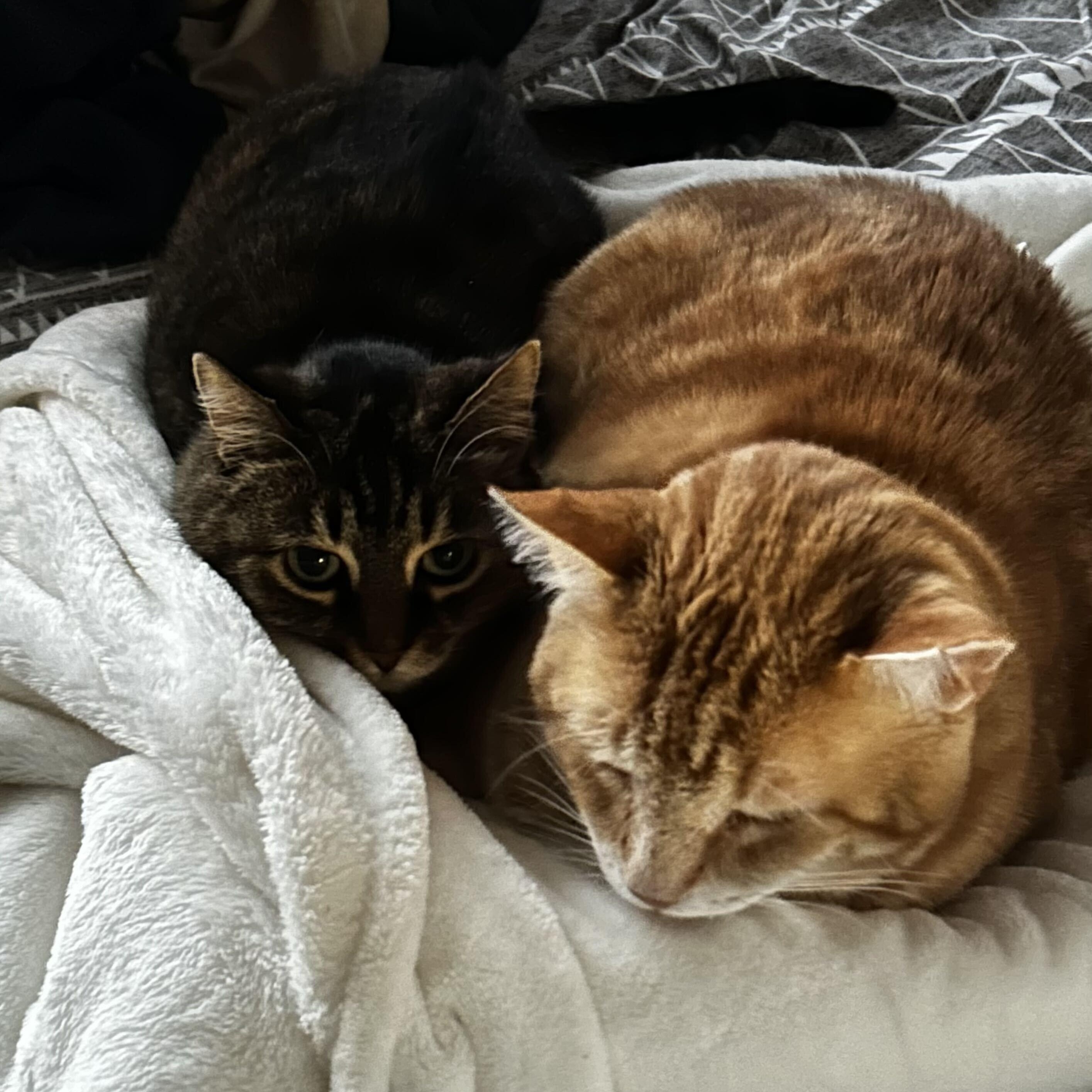 Enlarge Spirit, a Adoptable Domestic Short Hair in Toronto, ON image 5/6