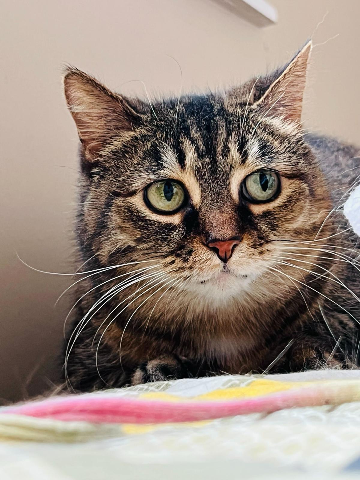 Spirit, a Adoptable Domestic Short Hair in Toronto, ON image 1/4