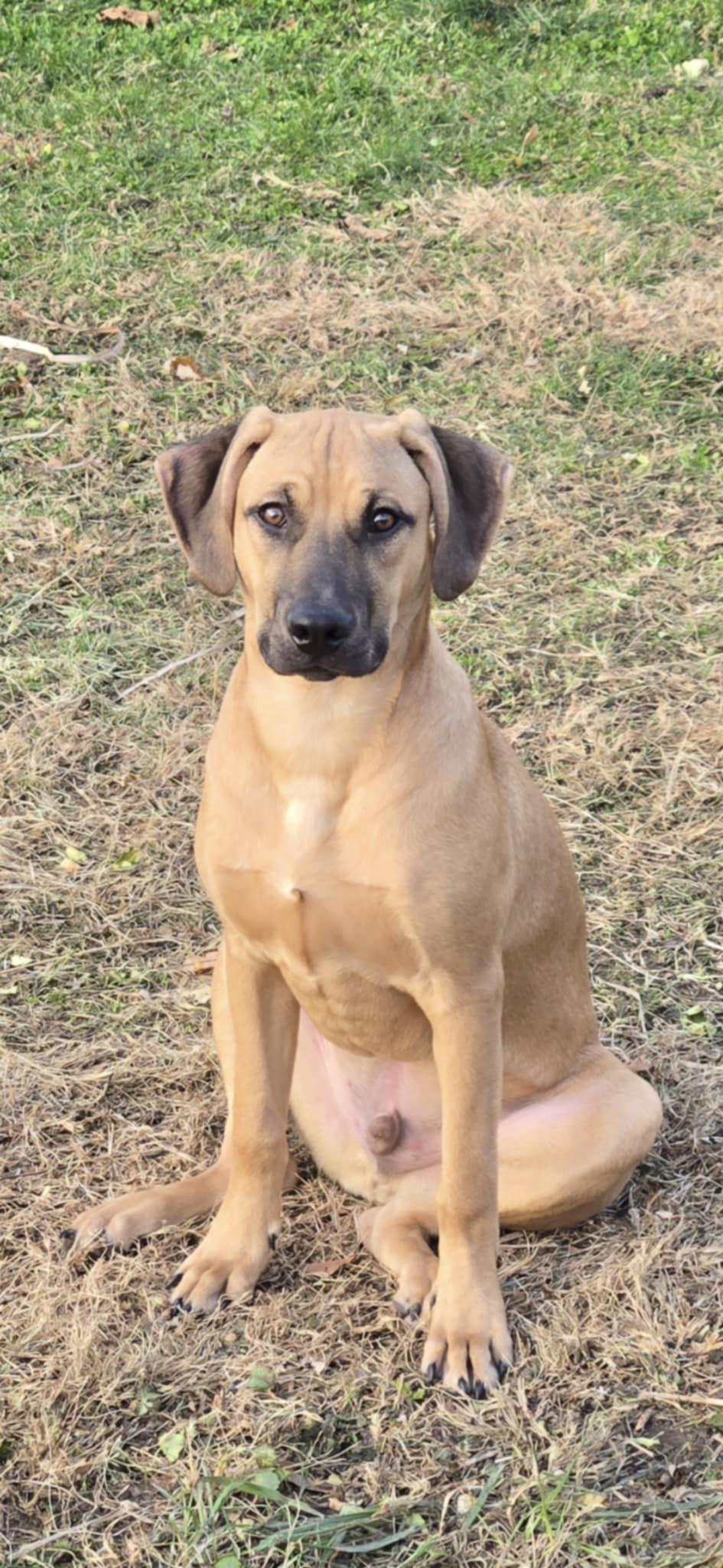 Maximus, Adoptable, Puppy Male Terrier.