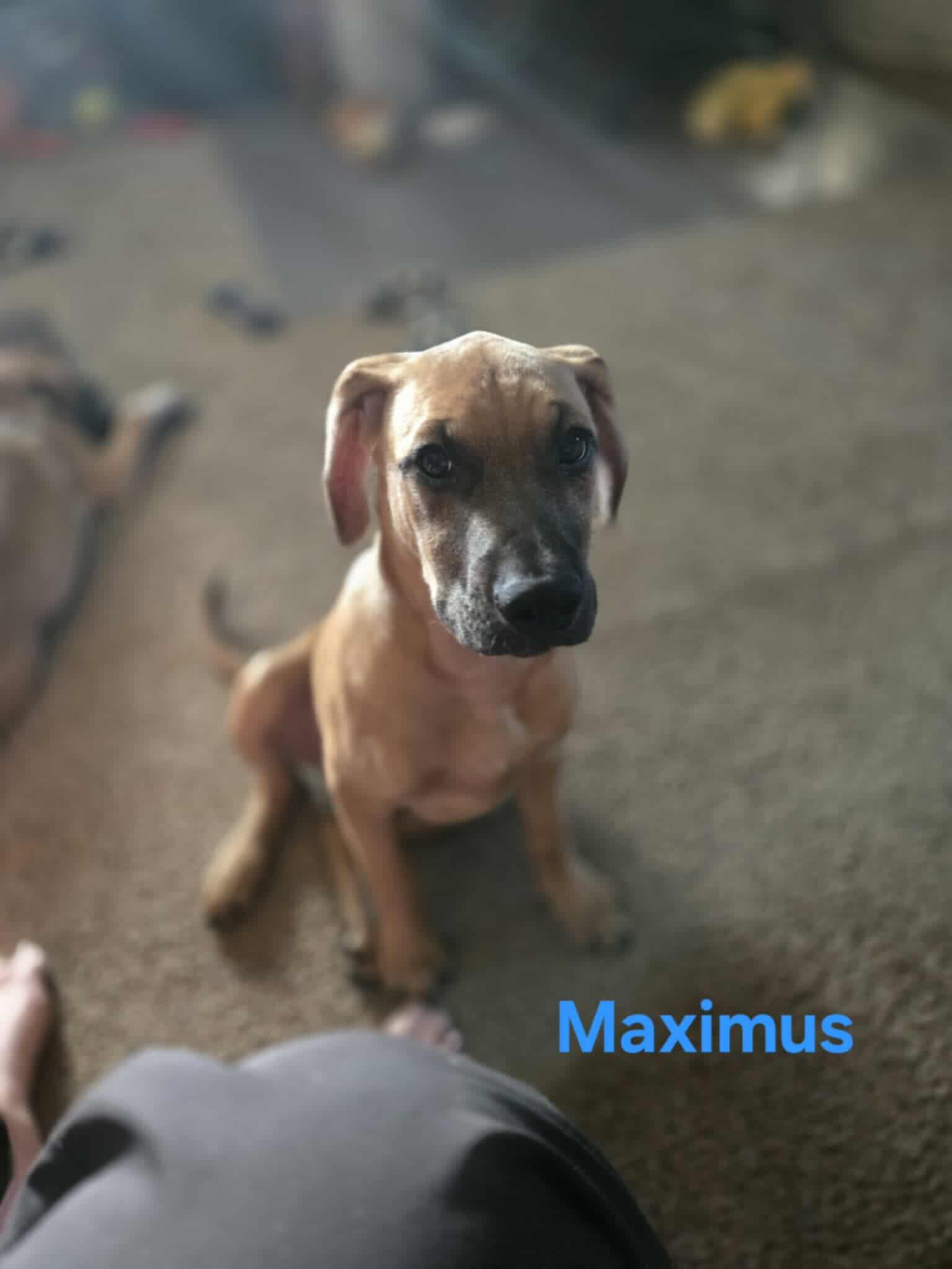 Maximus, Adoptable, Puppy Male Terrier.