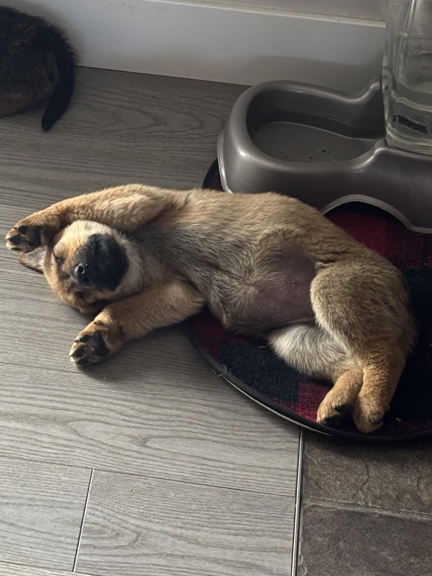 Enlarge Maple, a ADOPTABLE mixed breed in Saskatoon, SK image 3/3