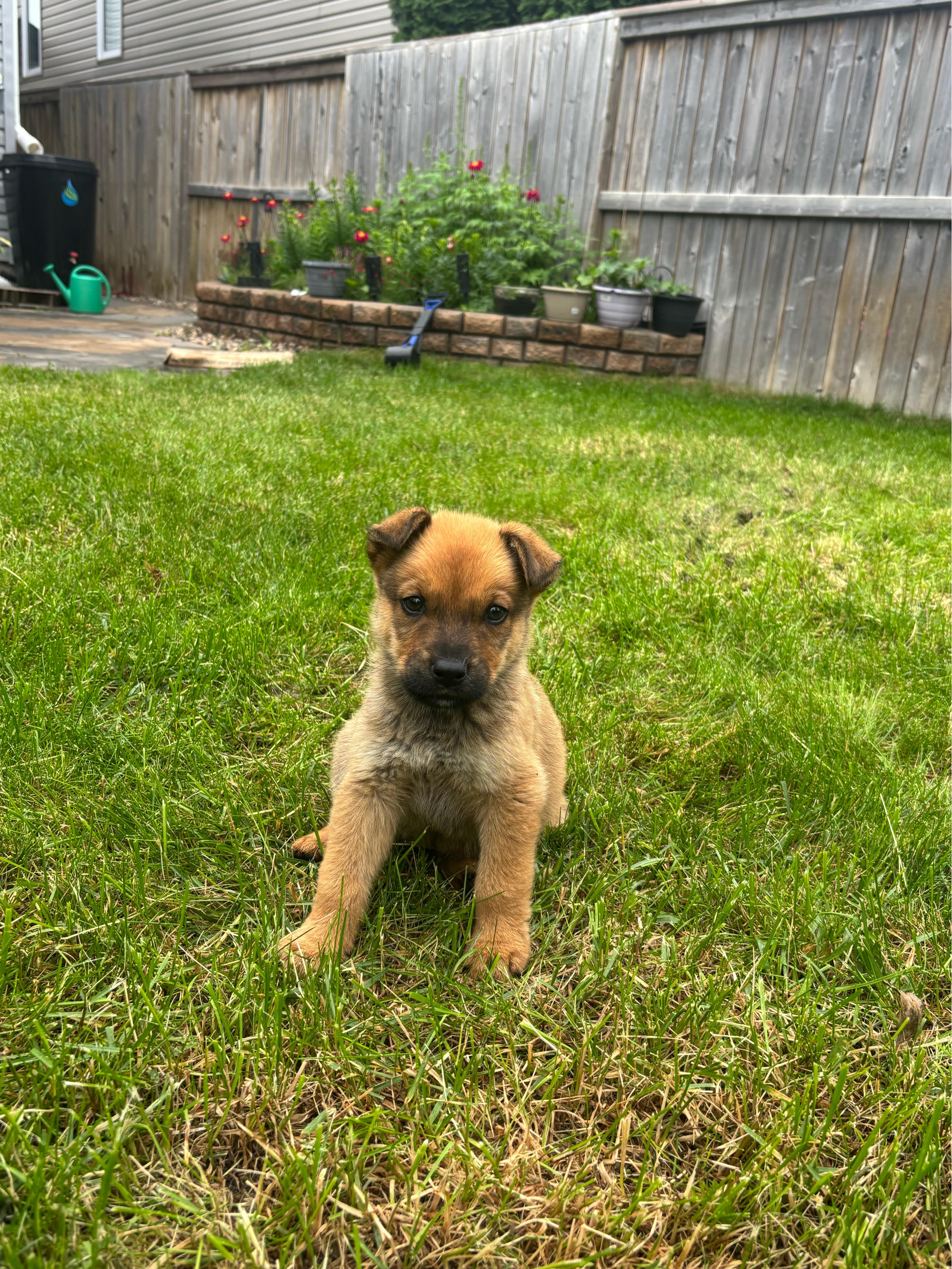 Enlarge Maple, a ADOPTABLE mixed breed in Saskatoon, SK image 1/3