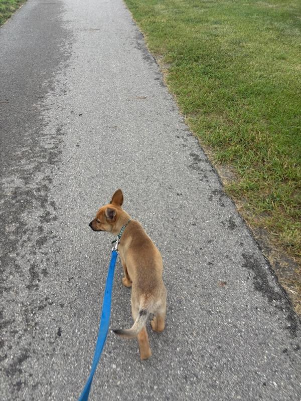 Maple, a ADOPTABLE mixed breed in Saskatoon, SK image 3/4
