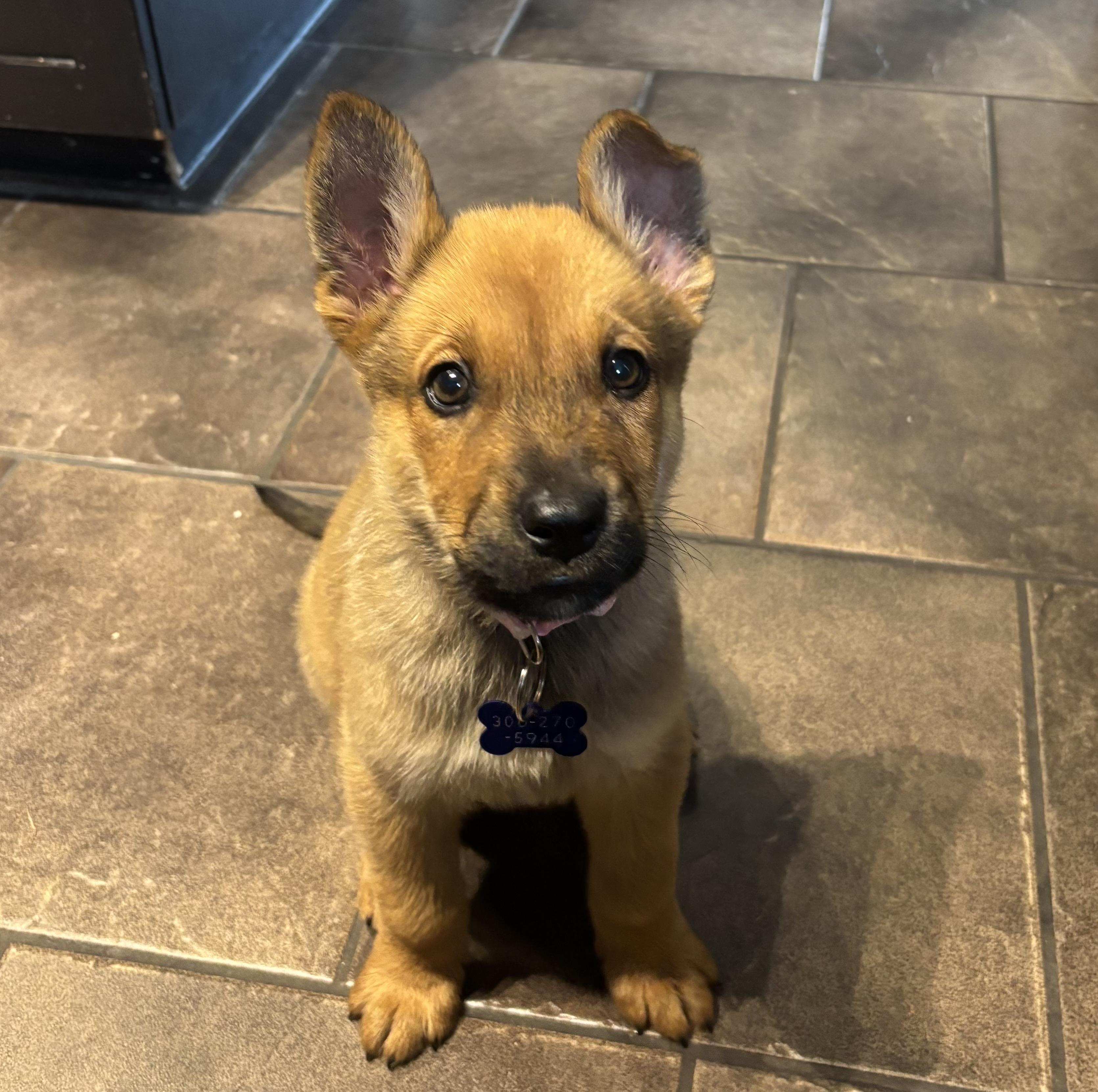 Enlarge Maple, a ADOPTABLE mixed breed in Saskatoon, SK image 2/3