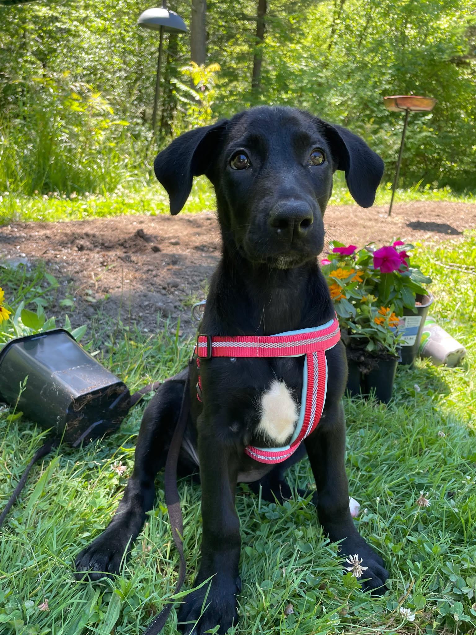 Bindi, a Adoptable mixed breed in Springville, NY image 1/2